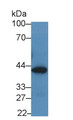 Western Blot; Sample: Human Urine; Primary Ab: 2ug/ml Mouse Anti-Human QPCT Antibody; Second Ab: 0.2ug/mL HRP-Linked Rabbit Anti-Mouse IgG Polyclonal Antibody