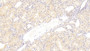 DAB staining on IHC-P; Sample: Human Kidney Tissue; Primary Ab: 30ug/ml Mouse Anti-Human C1QTNF1 Antibody Second Ab: 2ug/mL HRP-Linked Caprine Anti-Mouse IgG Polyclonal Antibody