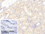 DAB staining on IHC-P; Sample: Human Kidney Tissue; Primary Ab: 30ug/ml Mouse Anti-Human C1QTNF1 Antibody; Control: Used PBS instead of primary antibody; Second Ab: 2ug/ml HRP-Linked Caprine Anti-Mouse IgG Polyclonal Antibody