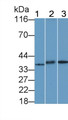Western Blot; Sample: Lane1: MCF7 cell lysate; Lane2: Rat Cerebrum lysate; Lane3: Rat Stomach lysate Primary Ab: 0.6ug/ml Rabbit Anti-Human GPR35 Antibody Second Ab: 0.2ug/mL HRP-Linked Caprine Anti-Rabbit IgG Polyclonal Antibody