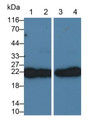 Western Blot; Sample: Lane1: Rat Cerebrum lysate; Lane2: Rat Spinal cord lysate; Lane3: Porcine Cerebrum lysate; Lane4: Rat Cerebellum lysate Primary Ab: 0.4ug/ml Mouse Anti-Rat CD90 Antibody Second Ab: 0.2ug/mL HRP-Linked Caprine Anti-Mouse IgG Polyclonal Antibody