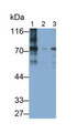 Western Blot; Sample: Lane1: Human Lung lysate; Lane2: Porcine Lung lysate; Lane3: Porcine Spleen lysate Primary Ab: 0.02ug/ml Mouse Anti-Human MECP2 Antibody Second Ab: 0.2ug/mL HRP-Linked Caprine Anti-Mouse IgG Polyclonal Antibody