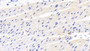 DAB staining on IHC-P; Sample: Human Cardiac Muscle Tissue; Primary Ab: 20ug/ml Mouse Anti-Human DBI Antibody Second Ab: 2ug/mL HRP-Linked Caprine Anti-Mouse IgG Polyclonal Antibody