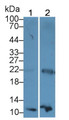 Western Blot; Sample: Lane1: Rat Liver lysate; Lane2: THP1 cell lysate Primary Ab: 2ug/ml Mouse Anti-Human DBI Antibody Second Ab: 0.2ug/mL HRP-Linked Caprine Anti-Mouse IgG Polyclonal Antibody