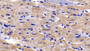 DAB staining on IHC-P; Sample: Human Cardiac Muscle Tissue; Primary Ab: 30ug/ml Mouse Anti-Human BAI3 Antibody; Second Ab: 2ug/mL HRP-Linked Caprine Anti-Mouse IgG Polyclonal Antibody
