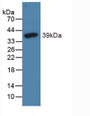 Western Blot; Sample: Recombinant NT-ProBNP, Canine.