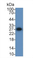 Western Blot; Sample: Human Jurkat cell lysate; Primary Ab: 1ug/ml Rabbit Anti-Human BAG2 Antibody; Second Ab: 0.2ug/mL HRP-Linked Caprine Anti-Rabbit IgG Polyclonal Antibody