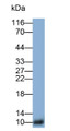 Western Blot; Sample: Porcine Skin lysate; Primary Ab: 0.15ug/ml Rabbit Anti-Porcine CSTA Antibody; Second Ab: 0.2ug/ml HRP-Linked Caprine Anti-Rabbit IgG Polyclonal Antibody
