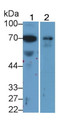 Western Blot; Sample: Lane1: Human Serum; Lane2: HepG2 cell lysate Primary Ab: 2ug/ml Mouse Anti-Human a2PI Antibody Second Ab: 0.2ug/mL HRP-Linked Caprine Anti-Mouse IgG Polyclonal Antibody
