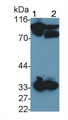 Western Blot; Sample: Lane1: Human Serum; Lane2: Human Plasma Primary Ab: 0.2ug/ml Mouse Anti-Human F2 Antibody Second Ab: 0.2ug/mL HRP-Linked Caprine Anti-Mouse IgG Polyclonal Antibody