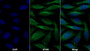 AF488 staining on IF; Sample: HepG2 cell; Primary Ab: 30ug/ml Mouse Anti-Human F2 Antibody; Second Ab: 2ug/ml AF488-Linked Caprine Anti-Mouse IgG Polyclonal Antibody
