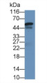 Western Blot; Sample: Human Placenta lysate Primary Ab: 2ug/ml Mouse Anti-Human SHBG Antibody Second Ab: 0.2ug/mL HRP-Linked Caprine Anti-Mouse IgG Polyclonal Antibody