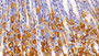DAB staining on IHC-P; Sample: Rat Stomach Tissue; Primary Ab: 10ug/ml Rabbit Anti-Rat VISA Antibody Second Ab: 2ug/mL HRP-Linked Caprine Anti-Rabbit IgG Polyclonal Antibody