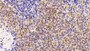 DAB staining on IHC-P; Sample: Rat Spleen Tissue; Primary Ab: 10ug/ml Rabbit Anti-Rat VISA Antibody; Second Ab: 2ug/mL HRP-Linked Caprine Anti-Rabbit IgG Polyclonal Antibody