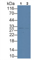 Western Blot; Sample: Lane1: Hela cell lysate; Lane2: HepG2 cell lysate Primary Ab: 3ug/ml Mouse Anti-Rat TFPI Antibody Second Ab: 0.2ug/mL HRP-Linked Caprine Anti-Mouse IgG Polyclonal Antibody