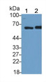 Western Blot; Sample: Lane1: 293T cell lysate; Lane2: Hela cell lysate Primary Ab: 2ug/ml Mouse Anti-Human SQSTM1 Antibody Second Ab: 0.2ug/mL HRP-Linked Caprine Anti-Mouse IgG Polyclonal Antibody