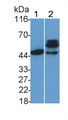 Western Blot; Sample: Lane1: Porcine Cerebrum lysate; Lane2: Mouse Cerebrum lysate Primary Ab: 0.2ug/ml Mouse Anti-Human PTEN Antibody Second Ab: 0.2ug/mL HRP-Linked Caprine Anti-Mouse IgG Polyclonal Antibody