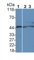 Western Blot; Sample: Lane1: Canine Cerebrum lysate; Lane2: Rabbit Cerebrum lysate; Lane3: Cavia Cerebrum lysate; Primary Ab: 0.05ug/ml Mouse Anti-Human PTEN Antibody; Second Ab: 0.2ug/mL HRP-Linked Caprine Anti-Mouse IgG Polyclonal Antibody