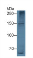 Western Blot; Sample: HepG2 cell lysate Primary Ab: 5ug/ml Mouse Anti-Rat APOB Antibody Second Ab: 0.2ug/mL HRP-Linked Caprine Anti-Mouse IgG Polyclonal Antibody