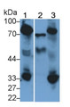 Western Blot; Sample: Lane1: Human Serum; Lane2: Human Urine; Lane3: Human Plasma Primary Ab: 1ug/ml Rabbit Anti-Human F2 Antibody Second Ab: 0.2ug/mL HRP-Linked Caprine Anti-Rabbit IgG Polyclonal Antibody