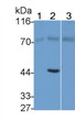 Western Blot; Sample: Lane1: Human Lung lysate; Lane2: Rat Testis lysate; Lane3: Hela cell lysate Primary Ab: 2ug/ml Mouse Anti-Human DMD Antibody Second Ab: 0.2ug/mL HRP-Linked Caprine Anti-Mouse IgG Polyclonal Antibody