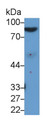 Western Blot; Sample: Rat Serum Primary Ab: 2ug/ml Mouse Anti-Rat AFM Antibody Second Ab: 0.2ug/mL HRP-Linked Caprine Anti-Mouse IgG Polyclonal Antibody