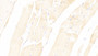 DAB staining on IHC-P; Sample: Rat Skeletal muscle Tissue; Primary Ab: 20ug/ml Mouse Anti-Rat NRP2 Antibody Second Ab: 2ug/mL HRP-Linked Caprine Anti-Mouse IgG Polyclonal Antibody