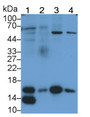 Western Blot; Sample: Lane1: Rat Liver lysate; Lane2: Rat Skin lysate; Lane3: Hela cell lysate; Lane4: A549 cell lysate Primary Ab: 2ug/ml Mouse Anti-Human RBX1 Antibody Second Ab: 0.2ug/mL HRP-Linked Caprine Anti-Mouse IgG Polyclonal Antibody