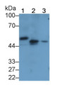 Western Blot; Sample: Lane1: Porcine Kidney lysate; Lane2: Porcine Lung lysate; Lane3: HepG2 cell lysate Primary Ab: 2ug/ml Mouse Anti-Human PAI1 Antibody Second Ab: 0.2ug/mL HRP-Linked Caprine Anti-Mouse IgG Polyclonal Antibody