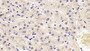 DAB staining on IHC-P; Sample: Human Liver Tissue; Primary Ab: 20ug/ml Mouse Anti-Human AT Antibody Second Ab: 2ug/mL HRP-Linked Caprine Anti-Mouse IgG Polyclonal Antibody
