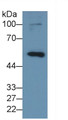 Western Blot; Sample: Porcine Skin lysate Primary Ab: 2ug/ml Mouse Anti-Human MMP8 Antibody Second Ab: 0.2ug/mL HRP-Linked Caprine Anti-Mouse IgG Polyclonal Antibody