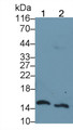 Western Blot; Sample: Lane1: Human Placenta lysate; Lane2: U2OS cell lysate Primary Ab: 0.2ug/ml Mouse Anti-Multi-species H3 Antibody Second Ab: 0.2ug/mL HRP-Linked Caprine Anti-Mouse IgG Polyclonal Antibody