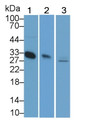 Western Blot; Sample: Lane1: Human Serum; Lane2: Porcine Skeletal muscle lysate; Lane3: Hela cell lysate Primary Ab: 2ug/ml Mouse Anti-Human ADP Antibody Second Ab: 0.2ug/mL HRP-Linked Caprine Anti-Mouse IgG Polyclonal Antibody