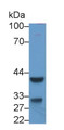 Western Blot; Sample: Porcine Liver lysate Primary Ab: 2ug/ml Mouse Anti-Human INHbC Antibody Second Ab: 0.2ug/mL HRP-Linked Caprine Anti-Mouse IgG Polyclonal Antibody