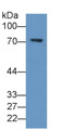 Western Blot; Sample: Human Placenta lysate Primary Ab: 2ug/ml Mouse Anti-Human ALOX5 Antibody Second Ab: 0.2ug/mL HRP-Linked Caprine Anti-Mouse IgG Polyclonal Antibody