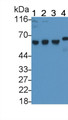 Western Blot; Sample: Lane1: Human Serum; Lane2: Human Plasma; Lane3: Human Placenta lysate; Lane4: Rat Plasma Primary Ab: 0.5ug/ml Mouse Anti-Human AT Antibody Second Ab: 0.2ug/mL HRP-Linked Caprine Anti-Mouse IgG Polyclonal Antibody