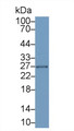 Western Blot; Sample: Rat Spleen lysate Primary Ab: 1ug/ml Mouse Anti-Rabbit IL6 Antibody Second Ab: 0.2ug/mL HRP-Linked Caprine Anti-Mouse IgG Polyclonal Antibody