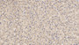 DAB staining on IHC-P; Sample: Porcine Liver Tissue; Primary Ab: 10ug/ml Mouse Anti-Human LCAT Antibody; Second Ab: 2ug/mL HRP-Linked Caprine Anti-Mouse IgG Polyclonal Antibody