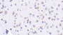 DAB staining on IHC-P; Sample: Mouse Cerebrum Tissue; Primary Ab: 20ug/ml Mouse Anti-Mouse HSPA5 Antibody Second Ab: 2ug/mL HRP-Linked Caprine Anti-Mouse IgG Polyclonal Antibody