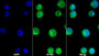 AF488 staining on IF; Sample: THP1 cell; Primary Ab: 20ug/ml Mouse Anti-Human AZU Antibody; Second Ab: 2ug/ml AF488-Linked Caprine Anti-Mouse IgG Polyclonal Antibody