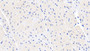 DAB staining on IHC-P; Sample: Human Cardiac Muscle Tissue; Primary Ab: 20ug/ml Mouse Anti-Human CK-BB Antibody; Second Ab: 2ug/mL HRP-Linked Caprine Anti-Mouse IgG Polyclonal Antibody