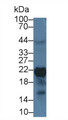 Western Blot; Sample: U87MG cell lysate Primary Ab: 2ug/ml Mouse Anti-Human FTH Antibody Second Ab: 0.2ug/mL HRP-Linked Caprine Anti-Mouse IgG Polyclonal Antibody
