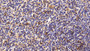 DAB staining on IHC-P; Sample: Human Spleen Tissue; Primary Ab: 20ug/ml Mouse Anti-Human CD3e Antibody Second Ab: 2ug/mL HRP-Linked Caprine Anti-Mouse IgG Polyclonal Antibody