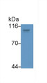 Western Blot; Sample: MCF7 cell lysate Primary Ab: 4ug/ml Mouse Anti-Human HIF1a Antibody Second Ab: 0.2ug/mL HRP-Linked Caprine Anti-Mouse IgG Polyclonal Antibody