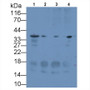 Western Blot; Sample: Lane1: Rat Kidney lysate; Lane2: Rat Uterus lysate; Lane3: Hela cell lysate; Lane4: Raji cell lysate Primary Ab: 1ug/ml Mouse Anti-Human SDC1 Antibody Second Ab: 0.2ug/mL HRP-Linked Caprine Anti-Mouse IgG Polyclonal Antibody