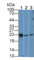 Western Blot; Sample: Lane1: Rabbit Spleen lysate; Lane2: Hela cell lysate; Lane3: HepG2 cell lysate Primary Ab: 5ug/ml Mouse Anti-Rabbit IL18 Antibody Second Ab: 0.2ug/mL HRP-Linked Caprine Anti-Mouse IgG Polyclonal Antibody