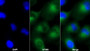 AF488 staining on IF; Sample: A549 cell; Primary Ab: 20ug/ml Mouse Anti-Human IGFBP1 Antibody; Second Ab: 2ug/ml AF488-Linked Caprine Anti-Mouse IgG Polyclonal Antibody