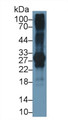 Western Blot; Sample: Human Placenta lysate Primary Ab: 1.5ug/ml Mouse Anti-Human IGFBP1 Antibody Second Ab: 0.2ug/mL HRP-Linked Caprine Anti-Mouse IgG Polyclonal Antibody