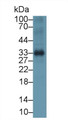 Western Blot; Sample: Human Placenta lysate Primary Ab: 1.5ug/ml Mouse Anti-Human IGFBP1 Antibody Second Ab: 0.2ug/mL HRP-Linked Caprine Anti-Mouse IgG Polyclonal Antibody
