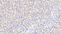 DAB staining on IHC-P; Sample: Rat Stomach Tissue; Primary Ab: 20ug/ml Mouse Anti-Rat CD163 Antibody Second Ab: 2ug/mL HRP-Linked Caprine Anti-Mouse IgG Polyclonal Antibody